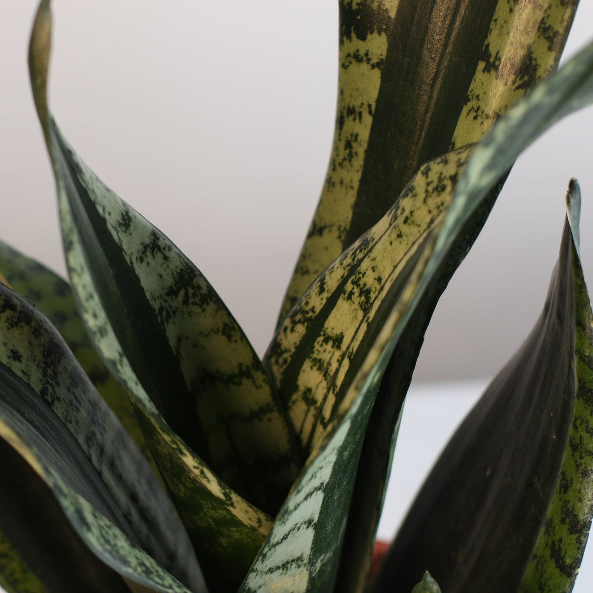 Whitney Sansevieria Snake Plant