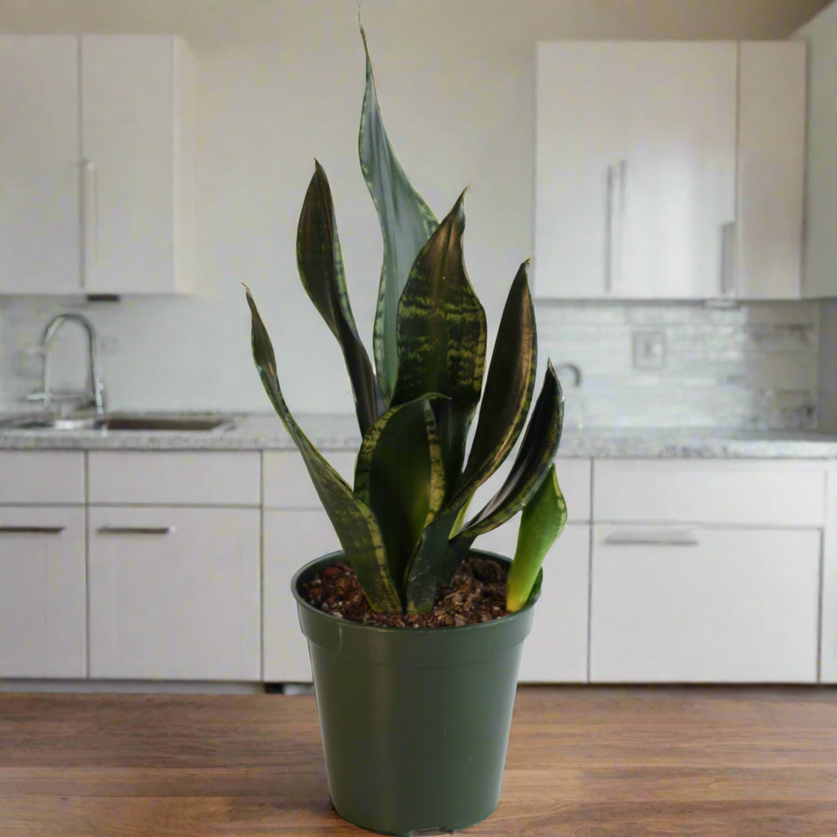 Whitney Sansevieria Snake Plant