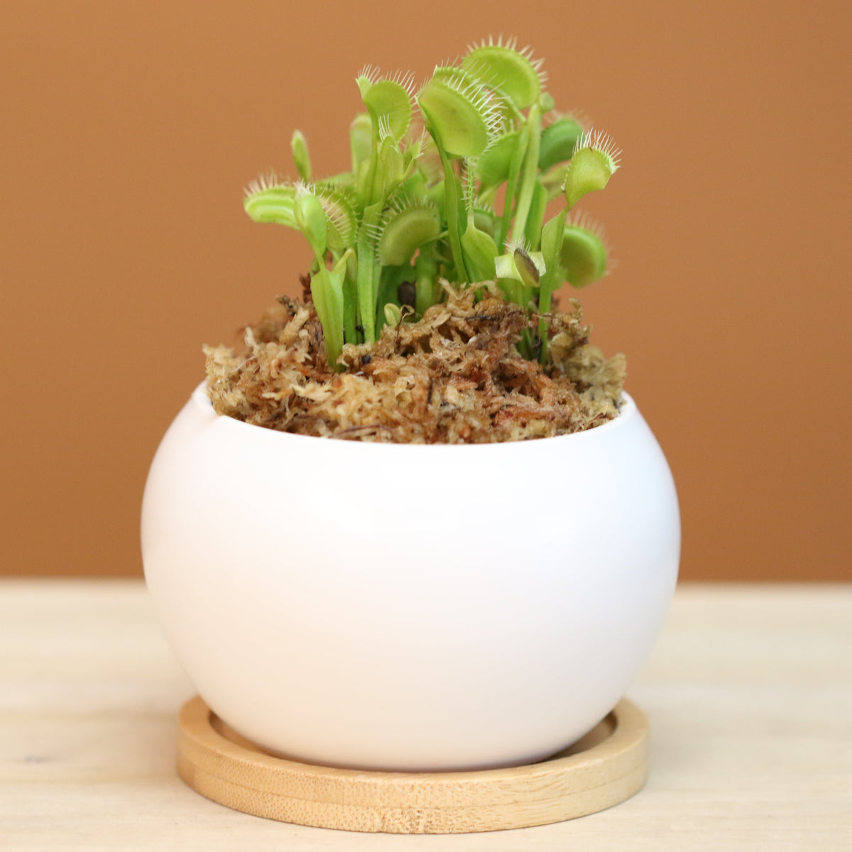 Green Venus Flytrap Carnivorous PlantGreen Venus Flytrap Carnivorous Plant