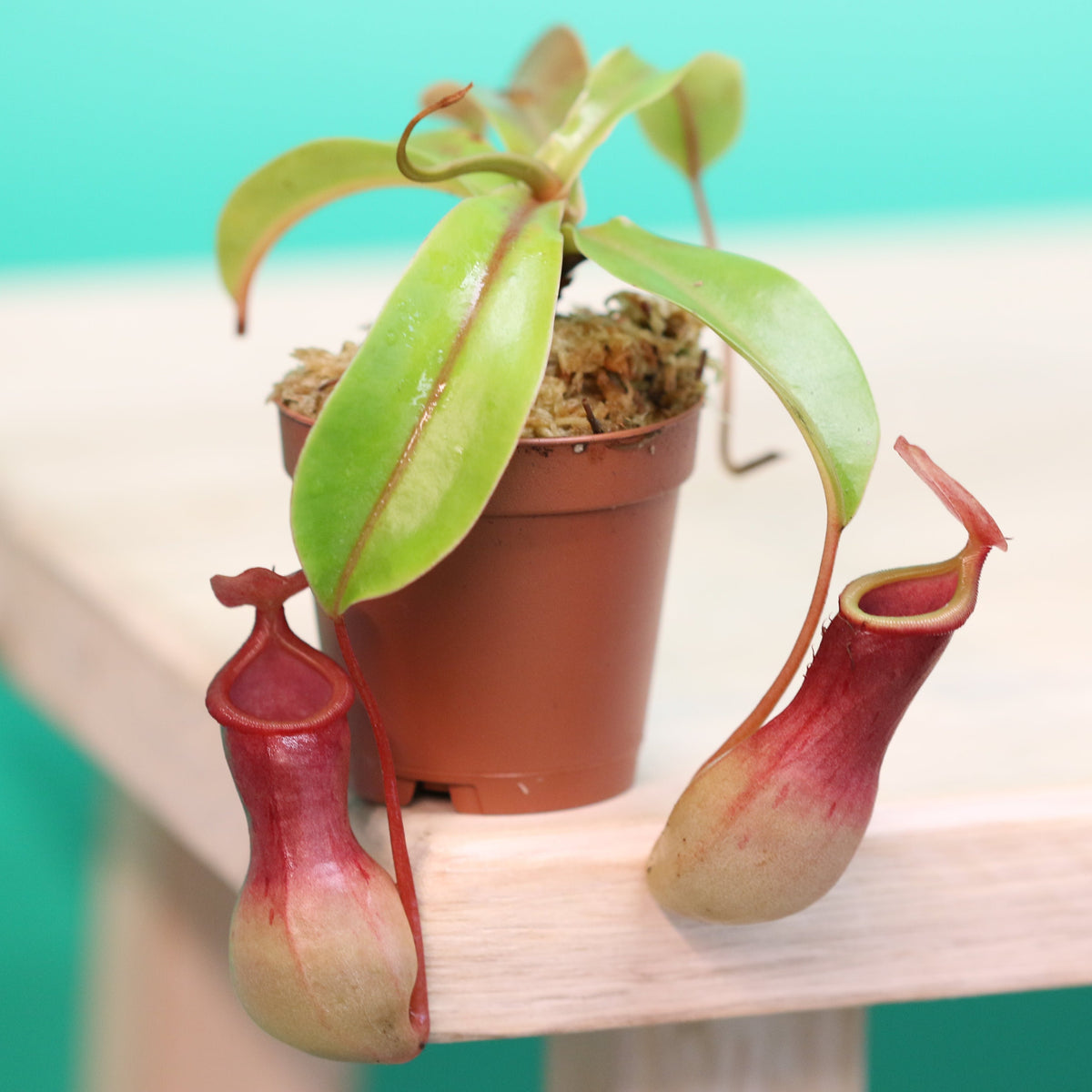Tropical Pitcher Plant Nepenthes Alata Carnivorous