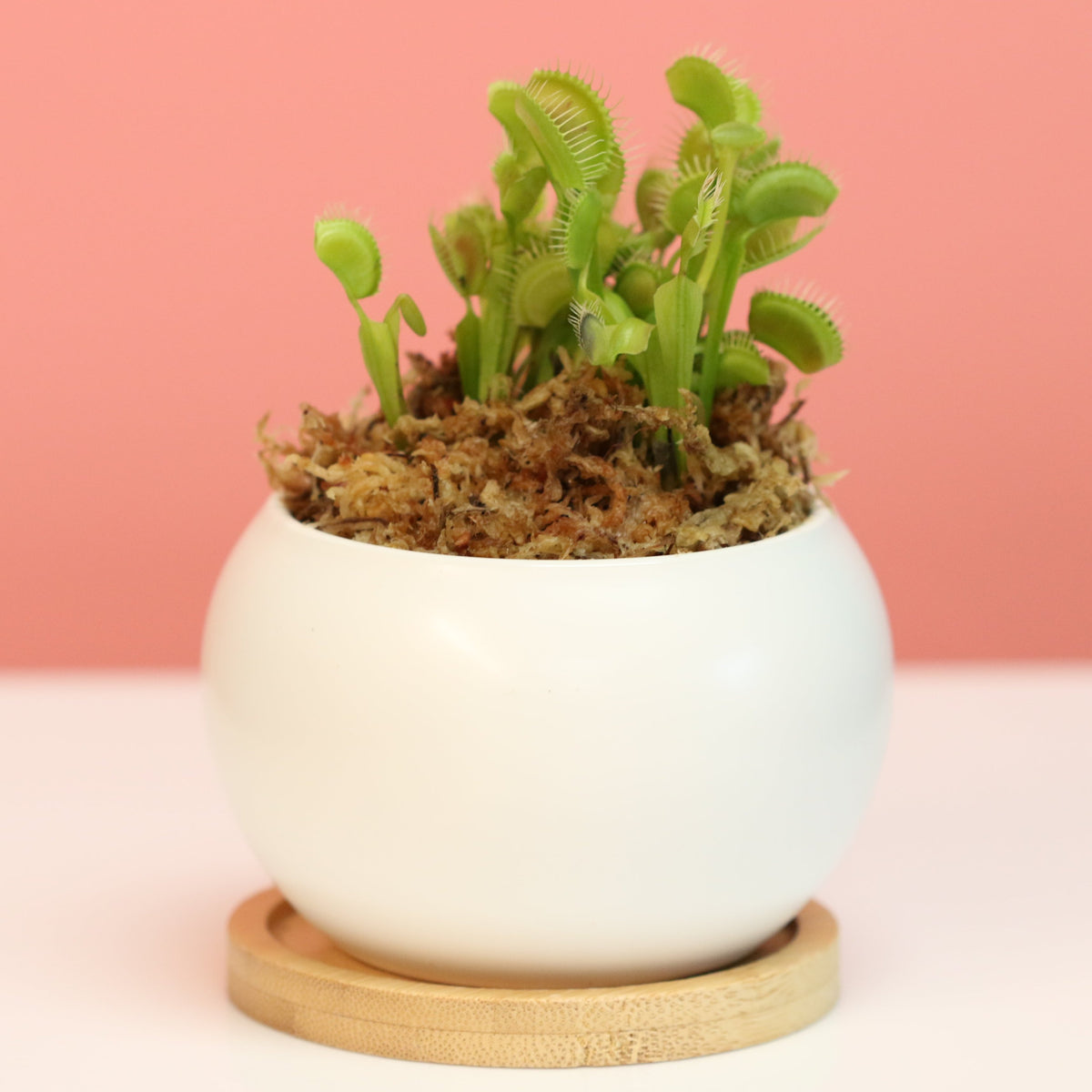 Green Venus Flytrap Carnivorous Plant