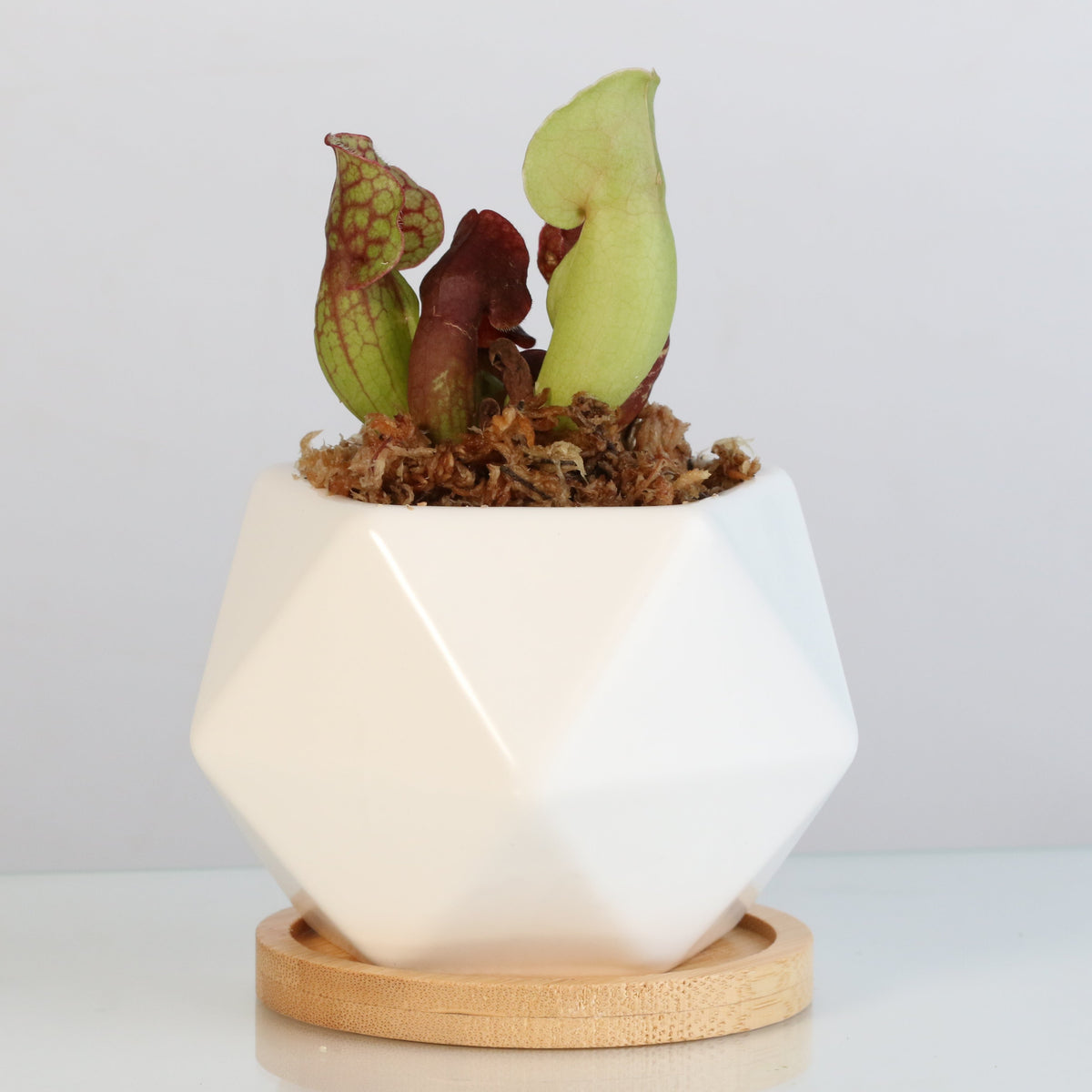 Sarracenia Purpurea 'Venosa Red' Carnivorous Plant