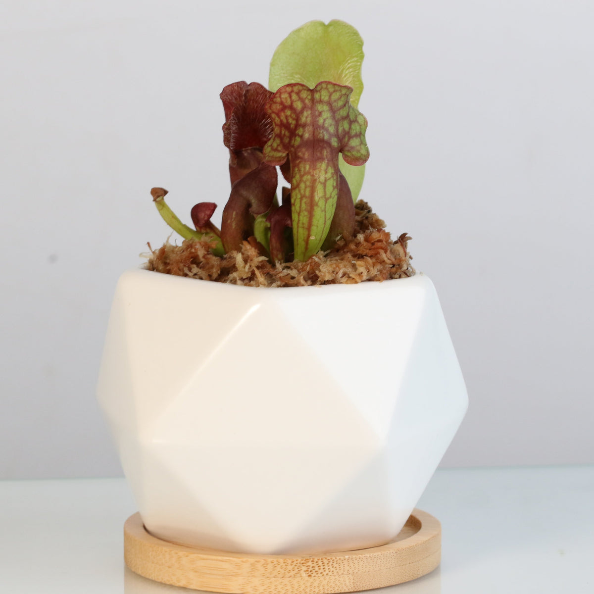 Sarracenia Purpurea 'Venosa Red' Carnivorous Plant