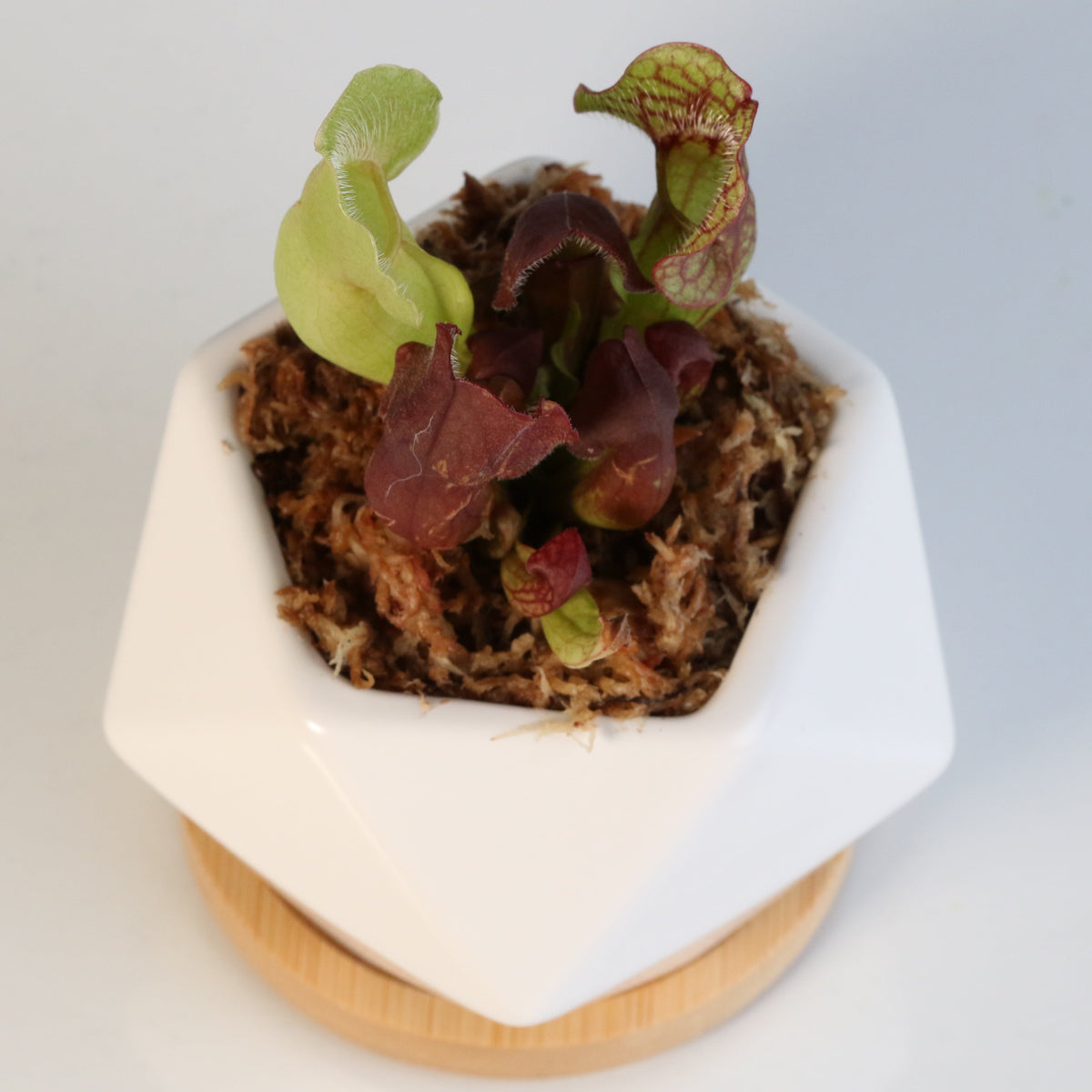 Sarracenia Purpurea 'Venosa Red' Carnivorous Plant