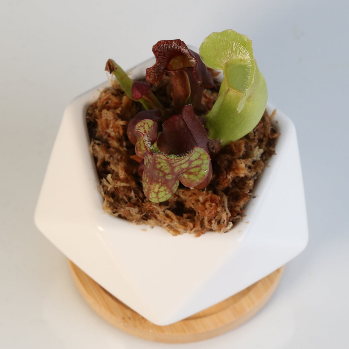 Sarracenia Purpurea 'Venosa Red' Carnivorous Plant