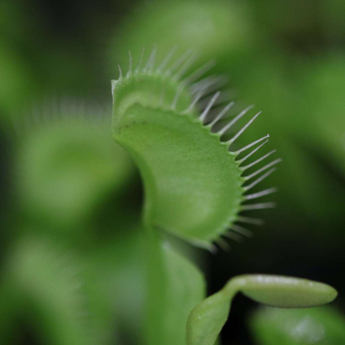 Green Venus Fly Trap