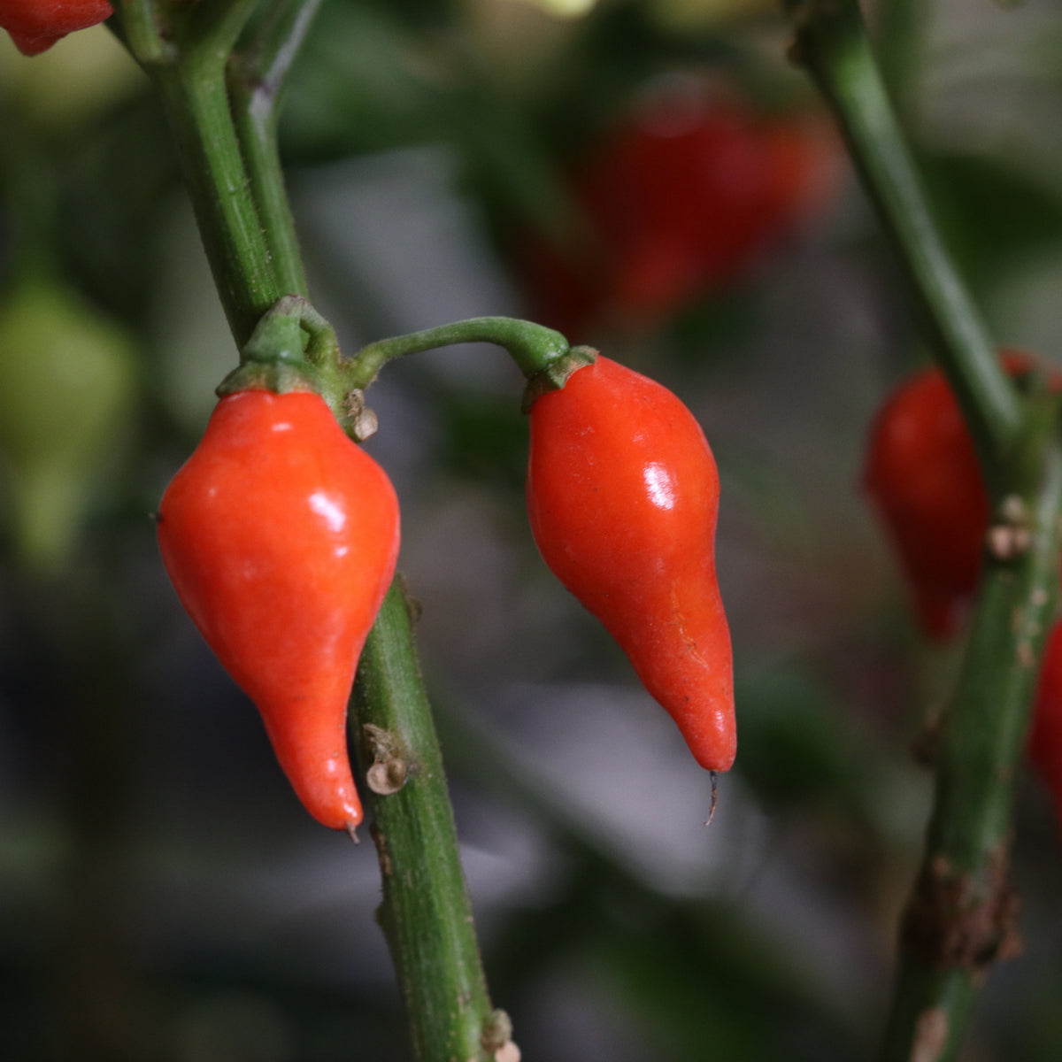 Sweety Drop Pepper Pimenta Biquinho Little Beak Pepper Plant