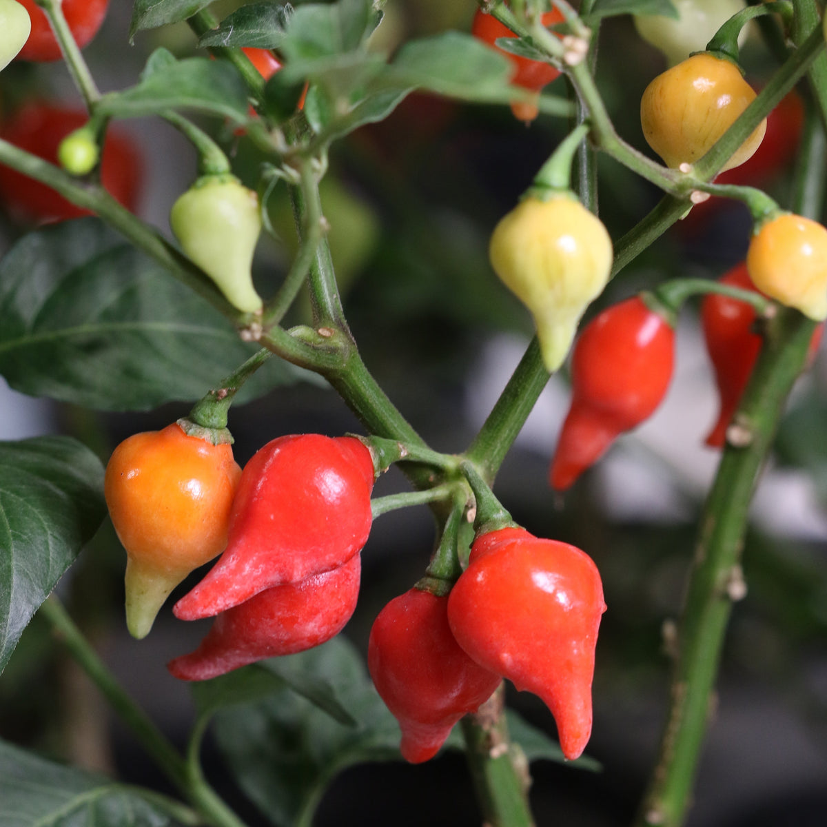 Sweety Drop Pepper Pimenta Biquinho Little Beak Pepper Plant