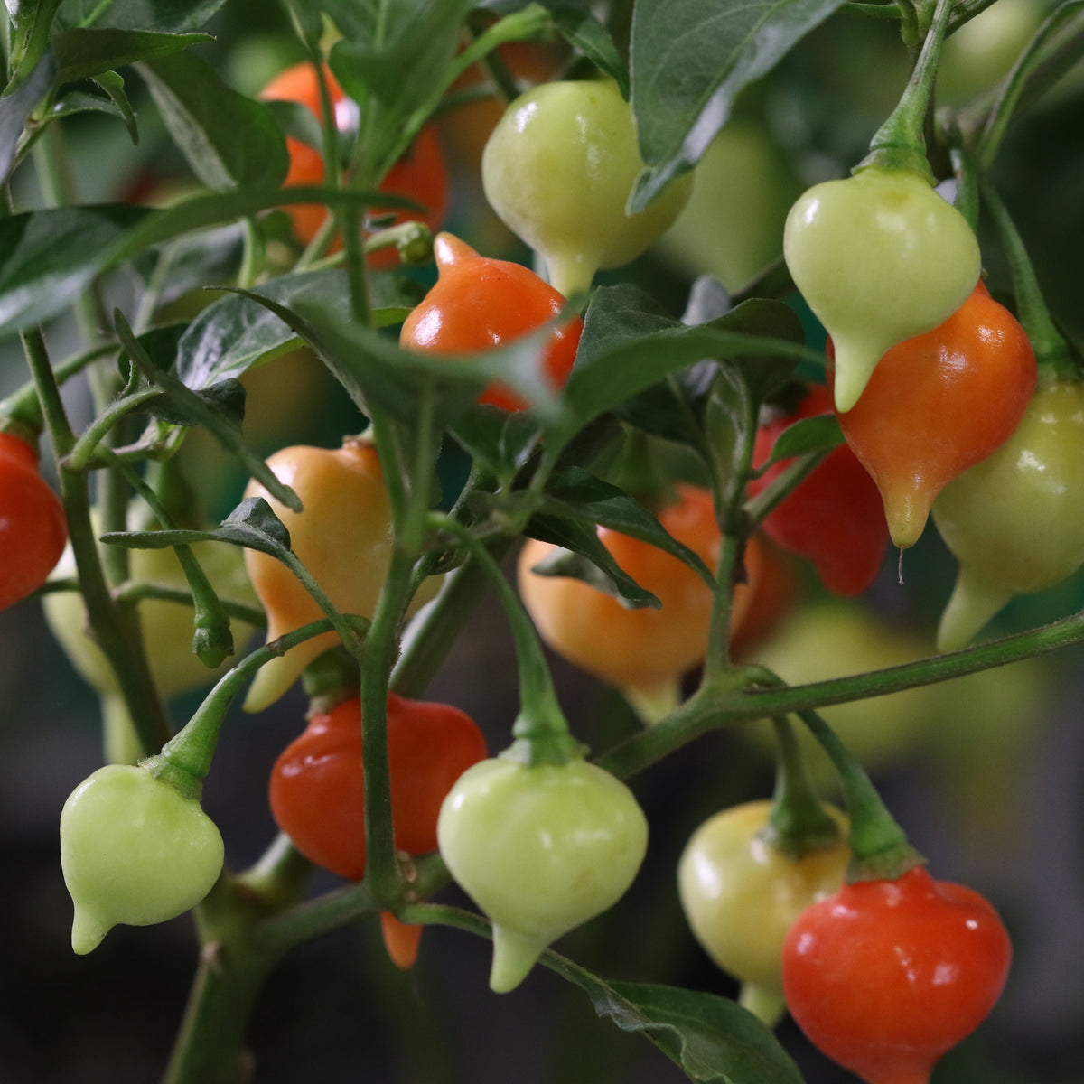 Sweety Drop Pepper Pimenta Biquinho Little Beak Pepper Plant