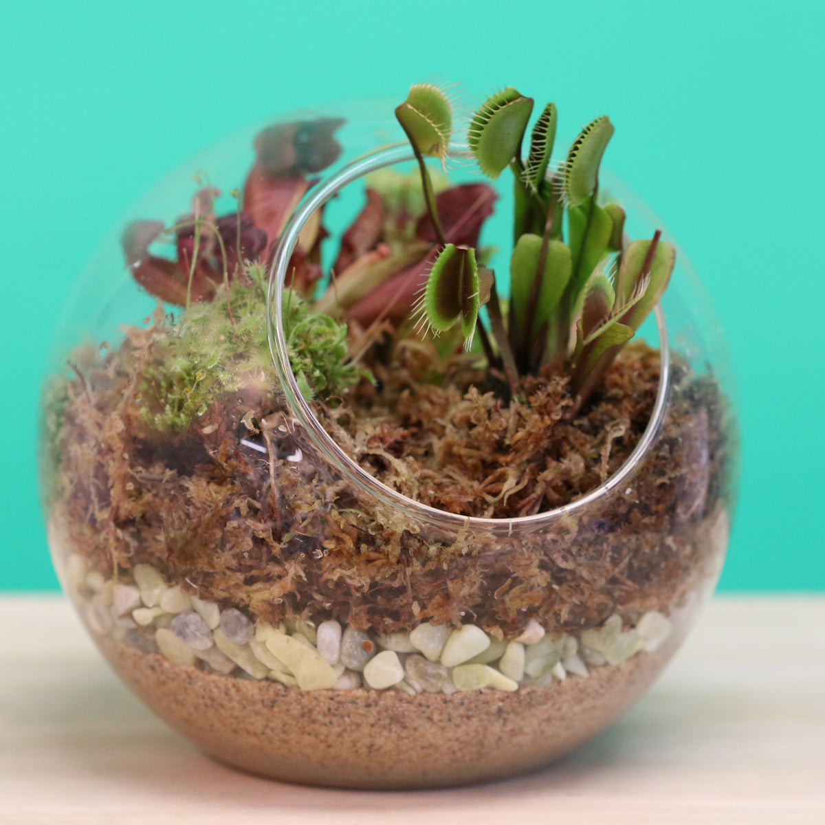 Terrarium Workshop - Thursday, April 16th 2026 at 6:00 pm