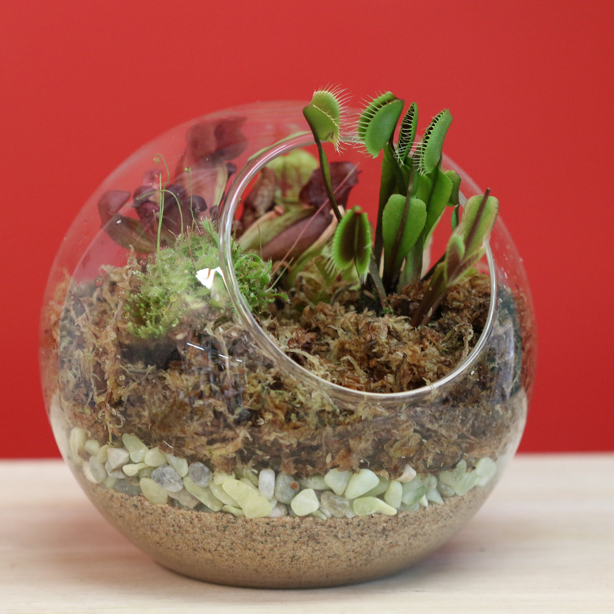 Terrarium Workshop - Thursday, April 16th 2026 at 6:00 pm