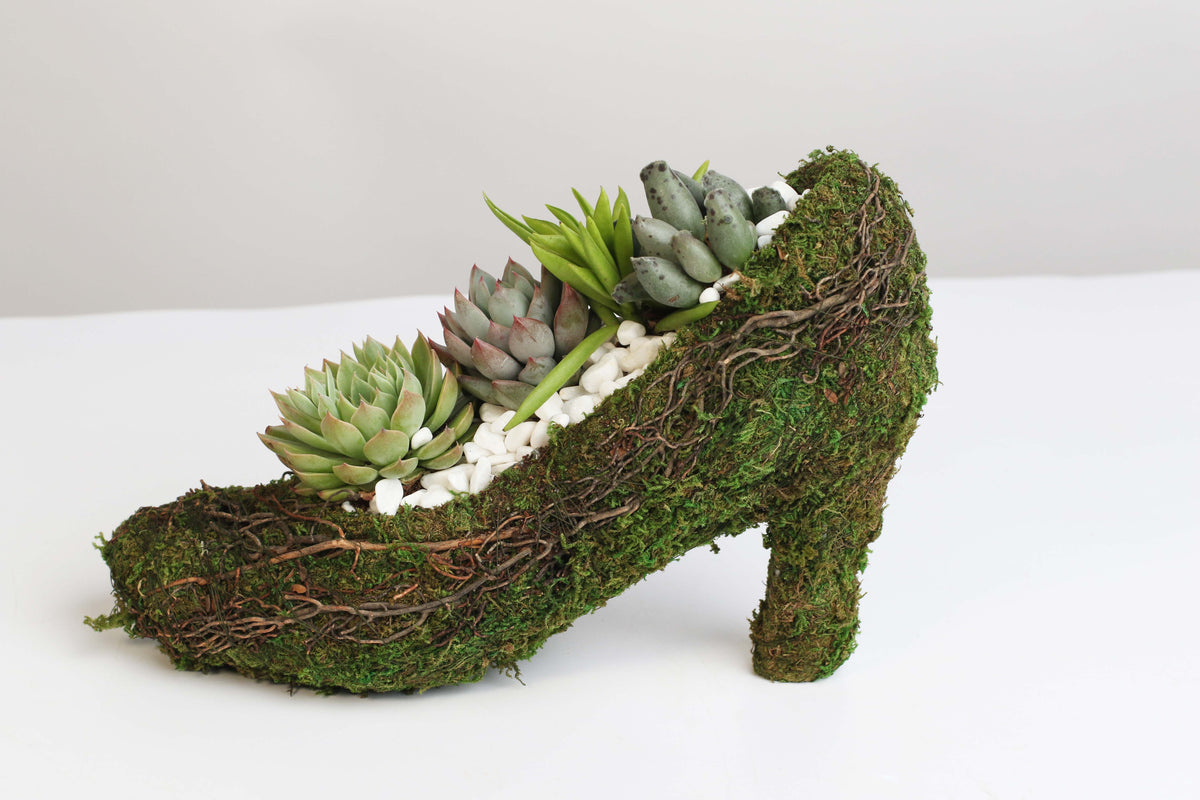 Stiletto Moss Planter Kit
