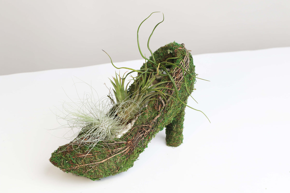 Stiletto Moss Planter Kit