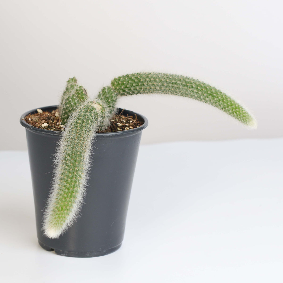 Monkey Tail Cactus