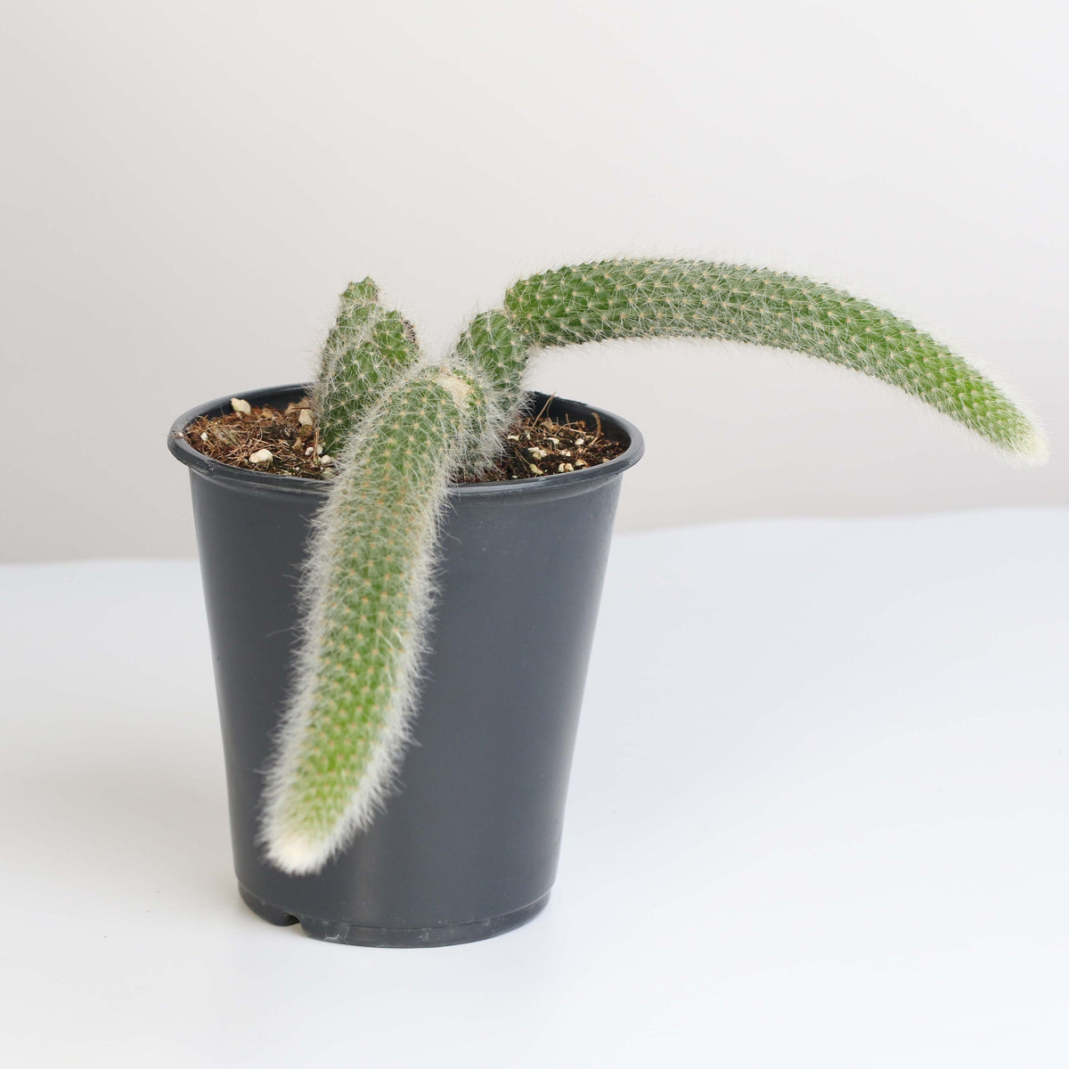 Monkey Tail Cactus