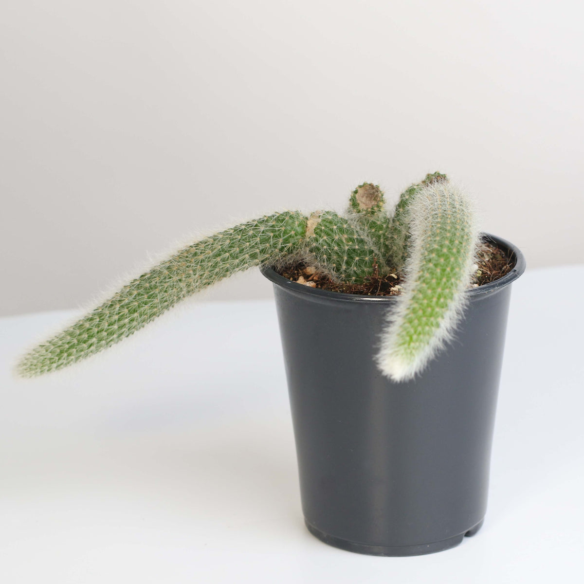 Monkey Tail Cactus