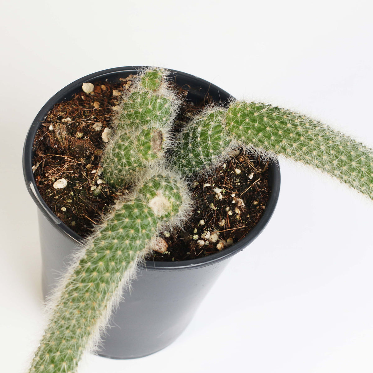 Monkey Tail Cactus