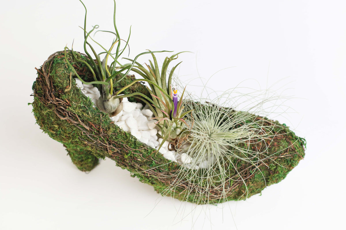 Stiletto Moss Planter Kit