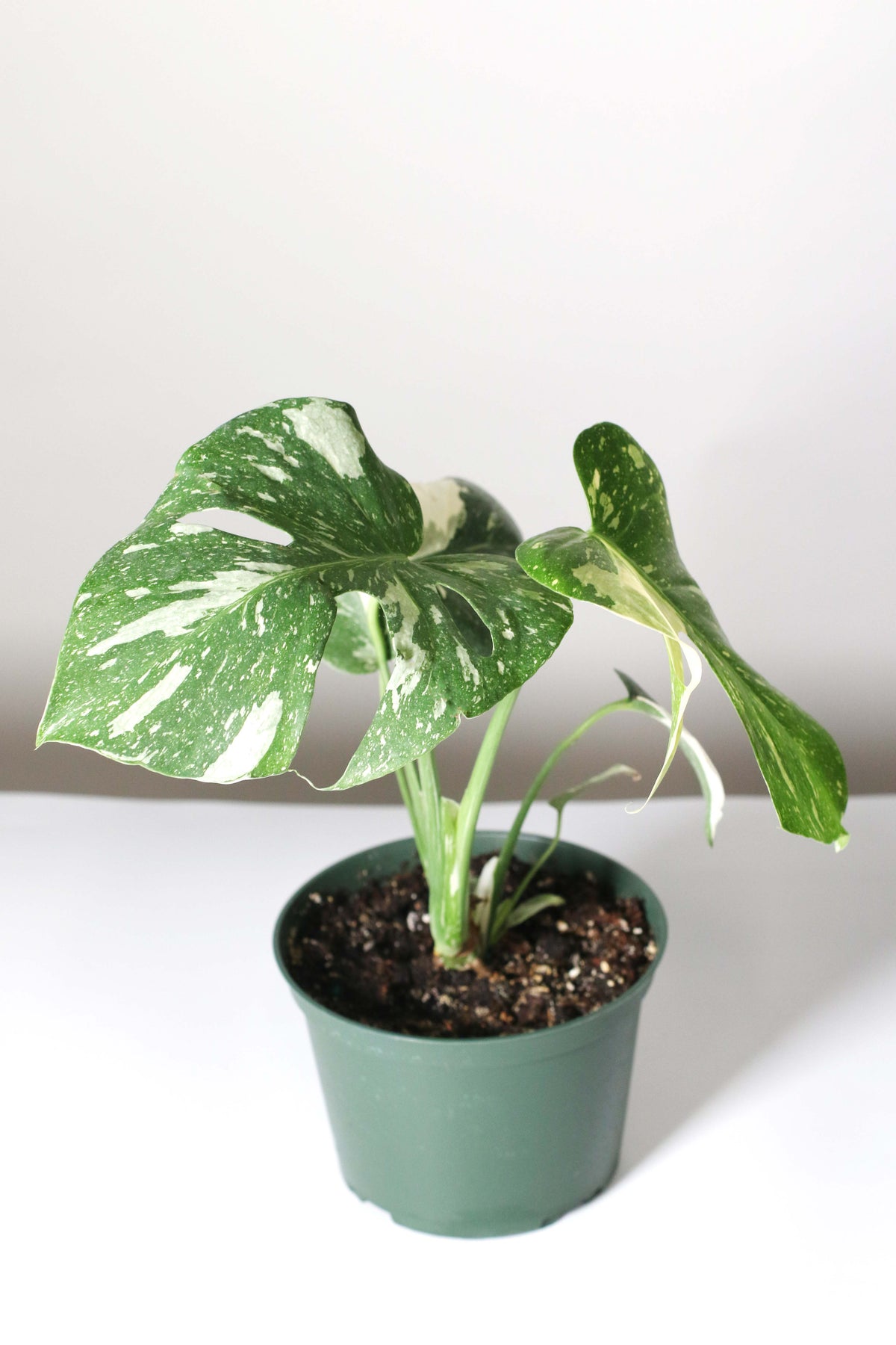 Monstera Thai Constellation