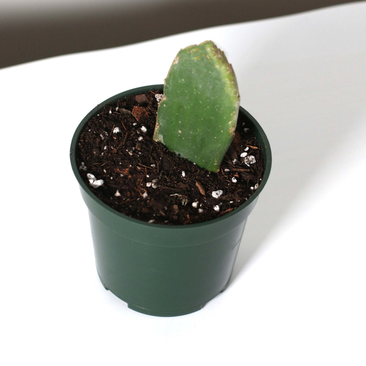 Opuntia Prickly Pear Cactus