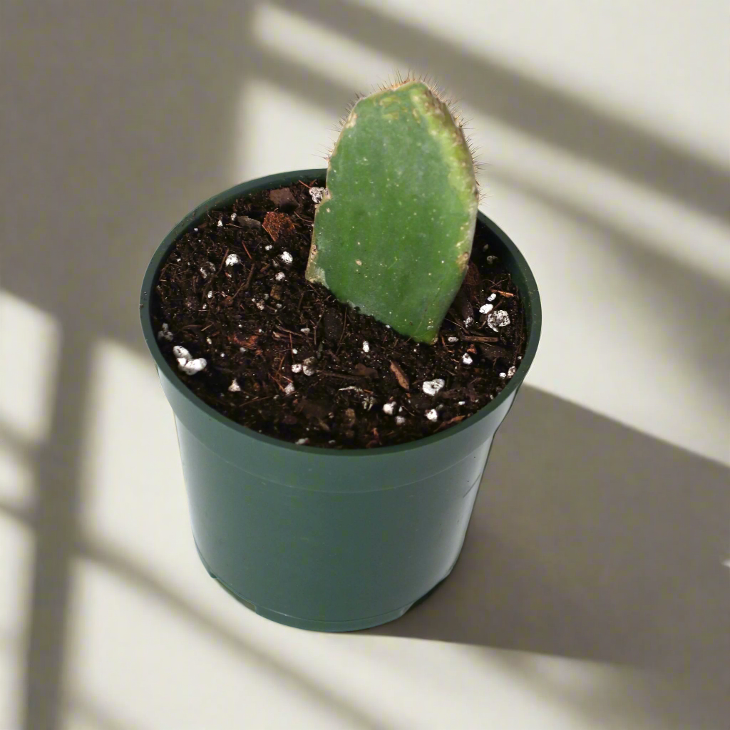 Opuntia Prickly Pear Cactus
