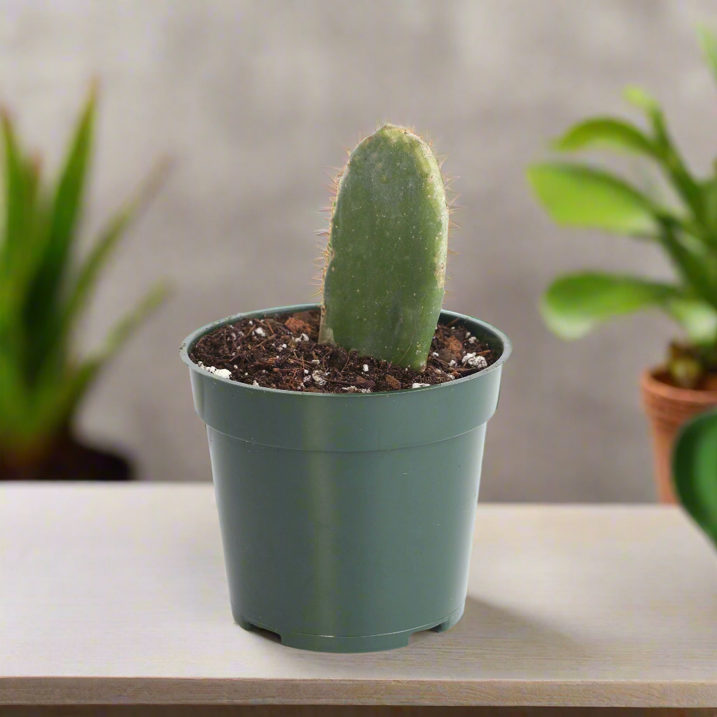 Opuntia Prickly Pear Cactus