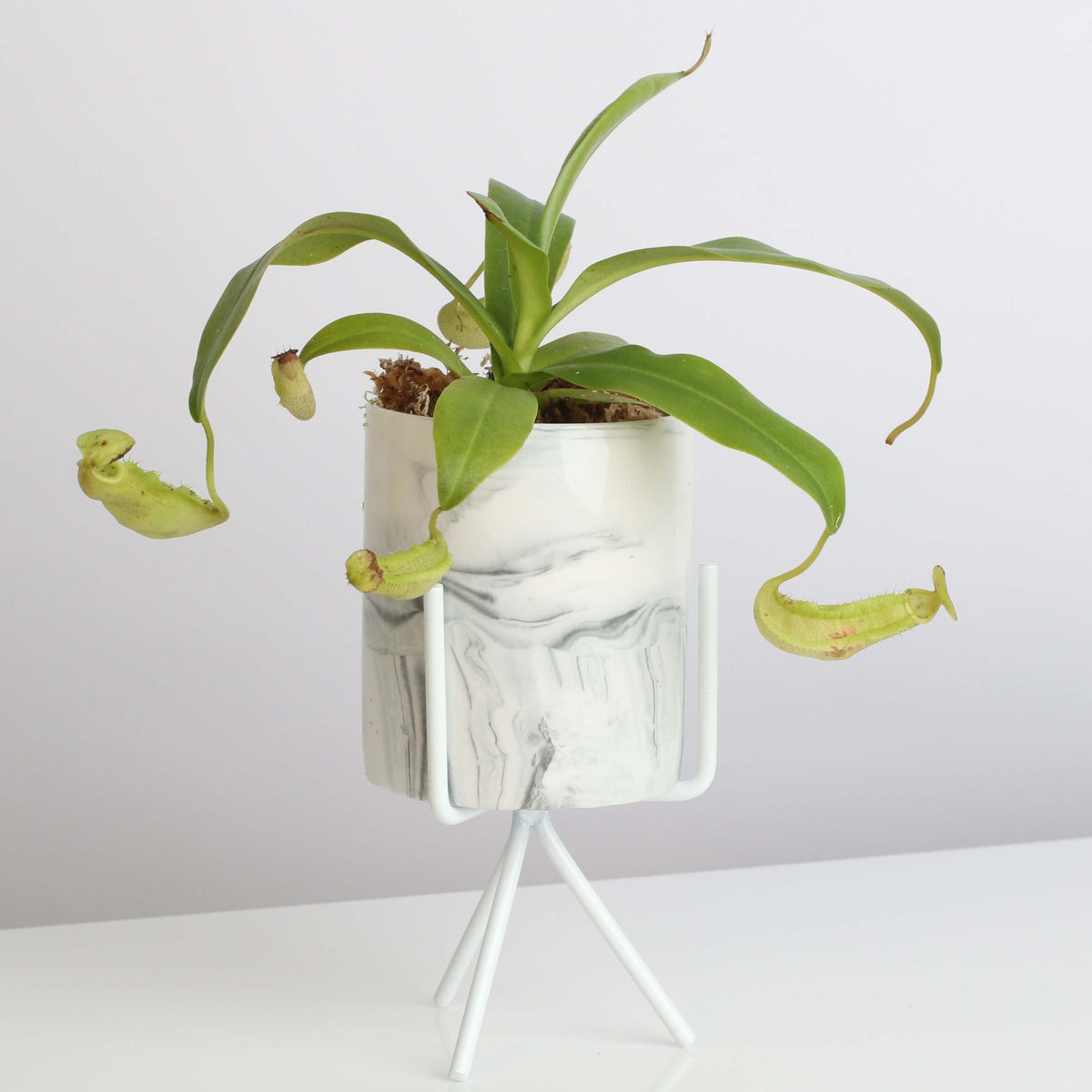 Nepenthes Sanguinea Carnivorous Pitcher Plant