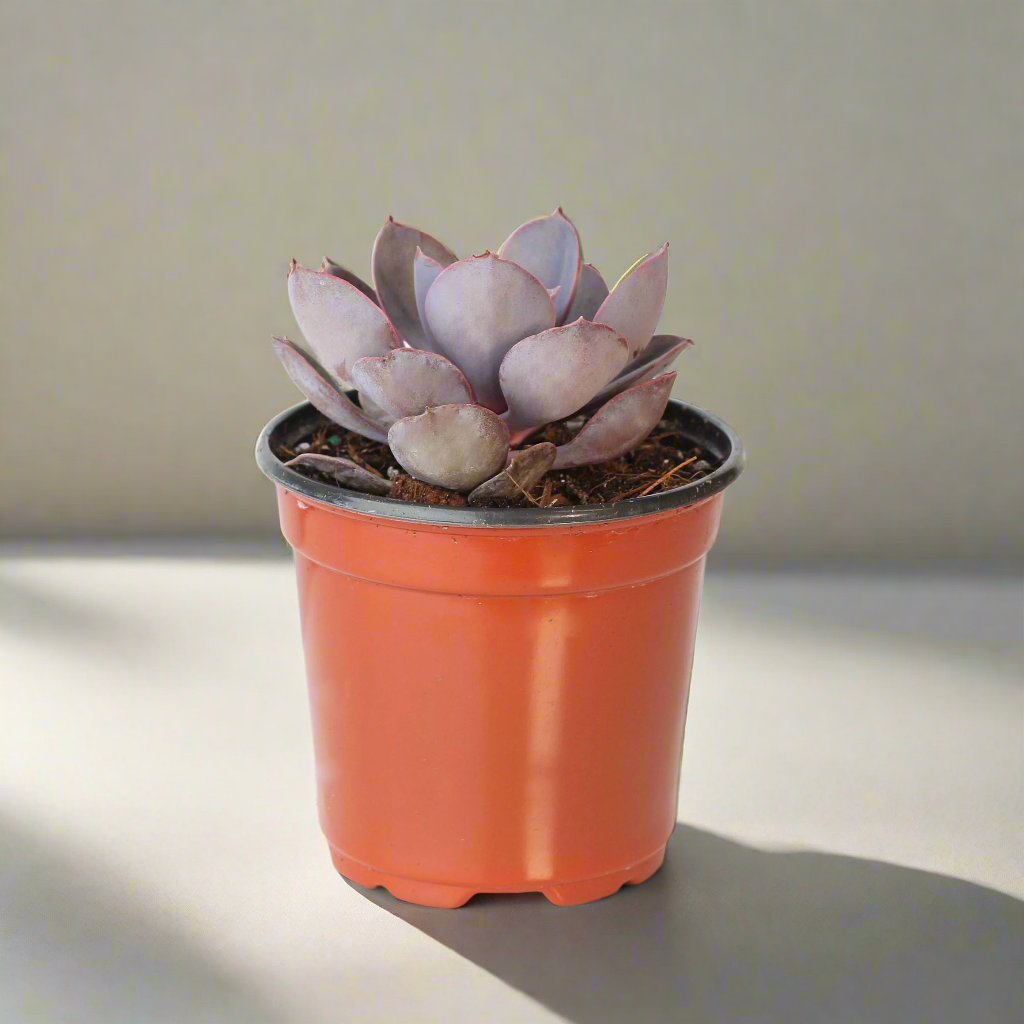 Growers Choice Mystery Succulent 4" Nursery