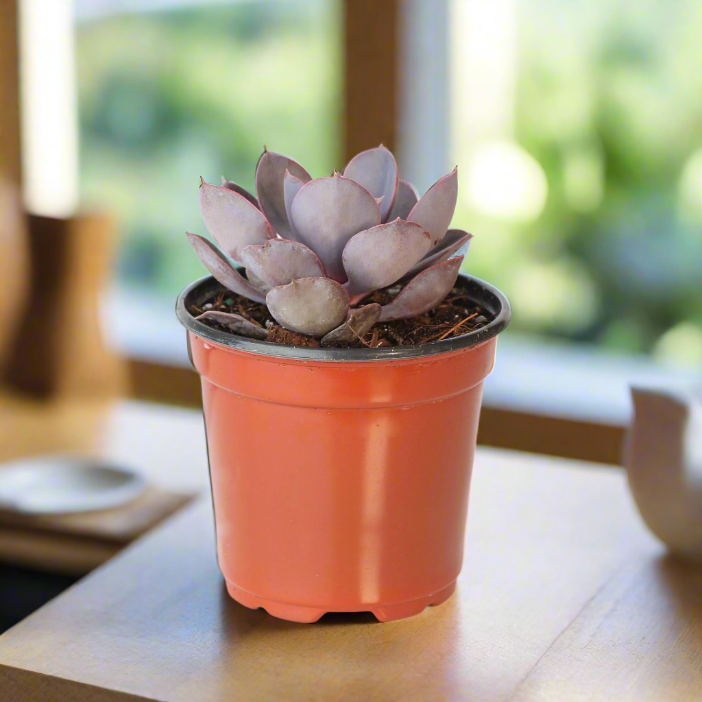 Growers Choice Mystery Succulent 4" Nursery