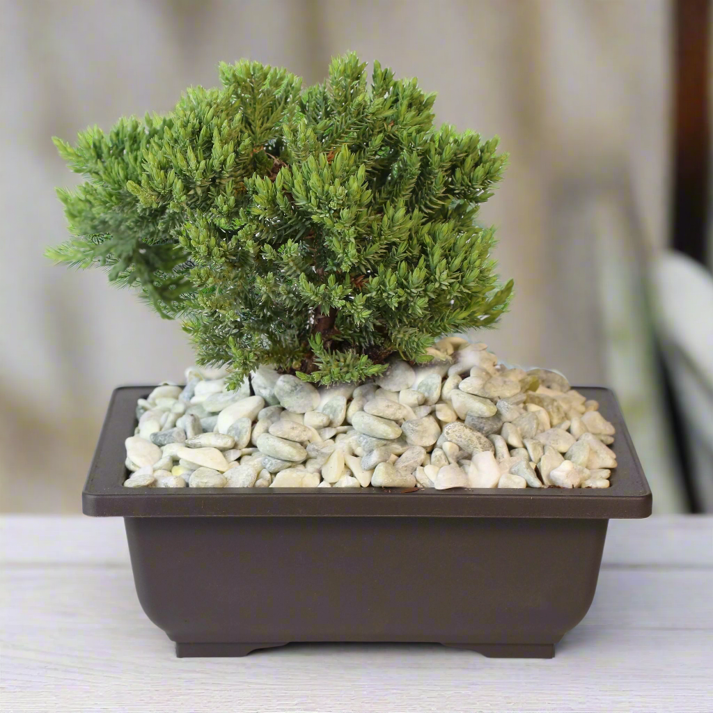 Bonsai Japanese Juniper