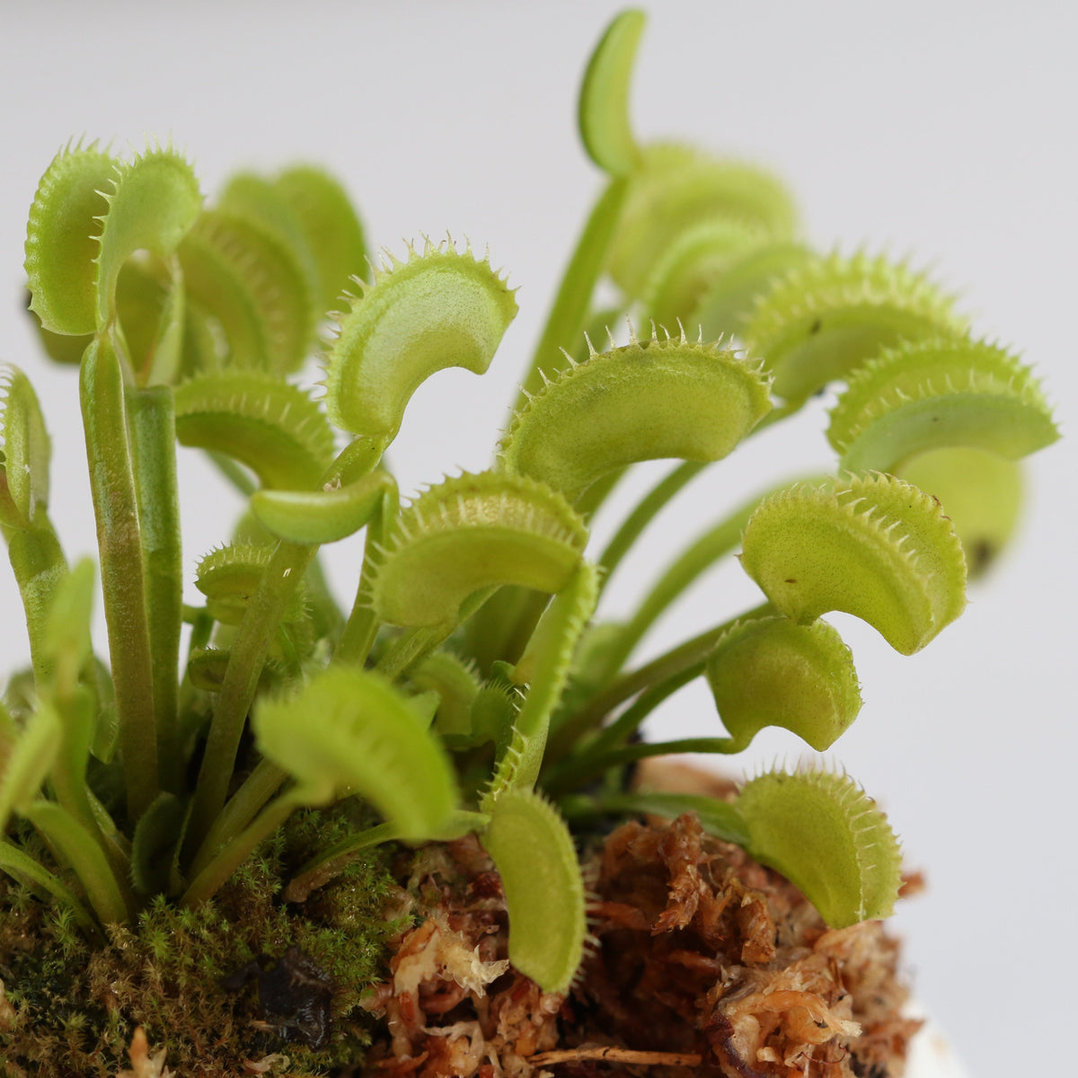 Green Venus Flytrap Carnivorous Plant