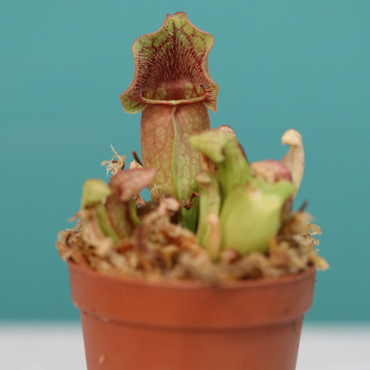 Sarracenia Purpurea 'Venosa Red' Carnivorous Plant
