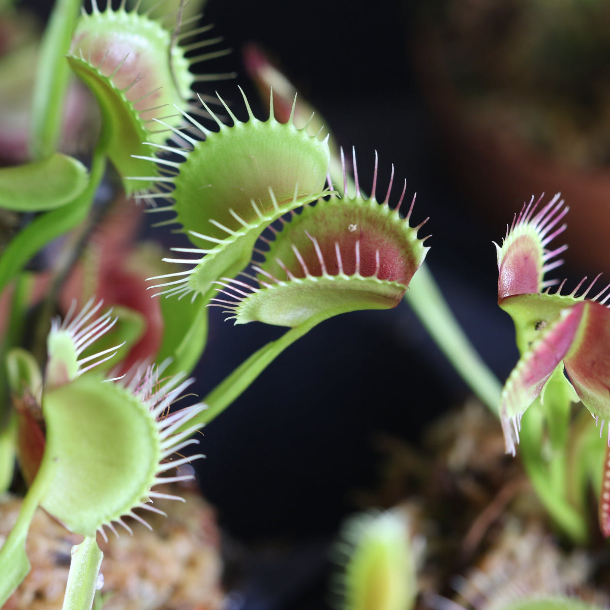 Red Venus Flytrap