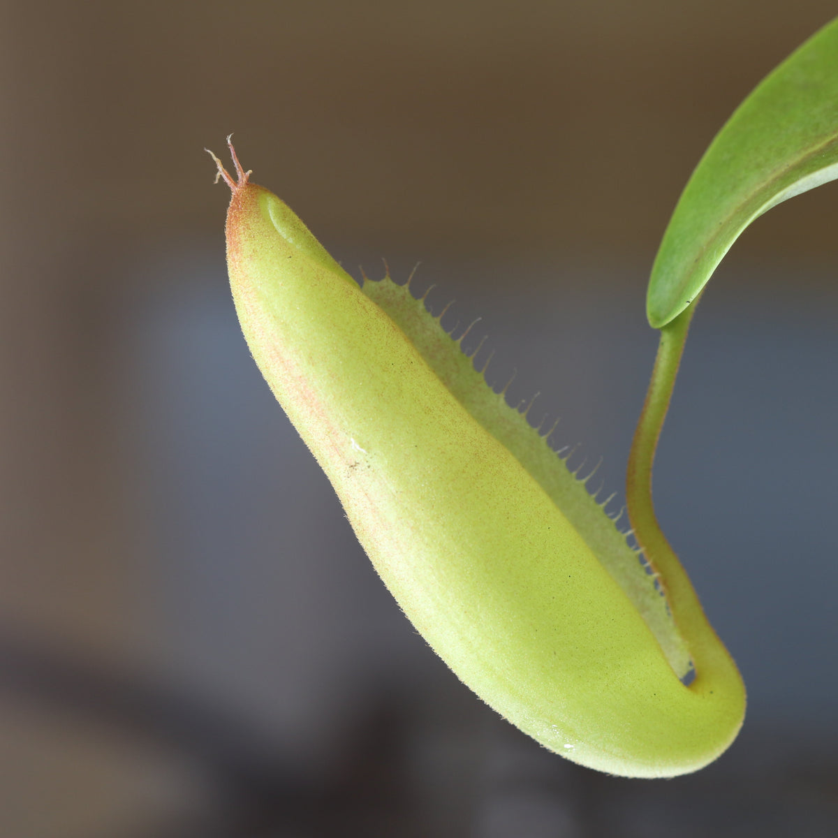 Nepenthes Sanguinea Carnivorous Pitcher Plant