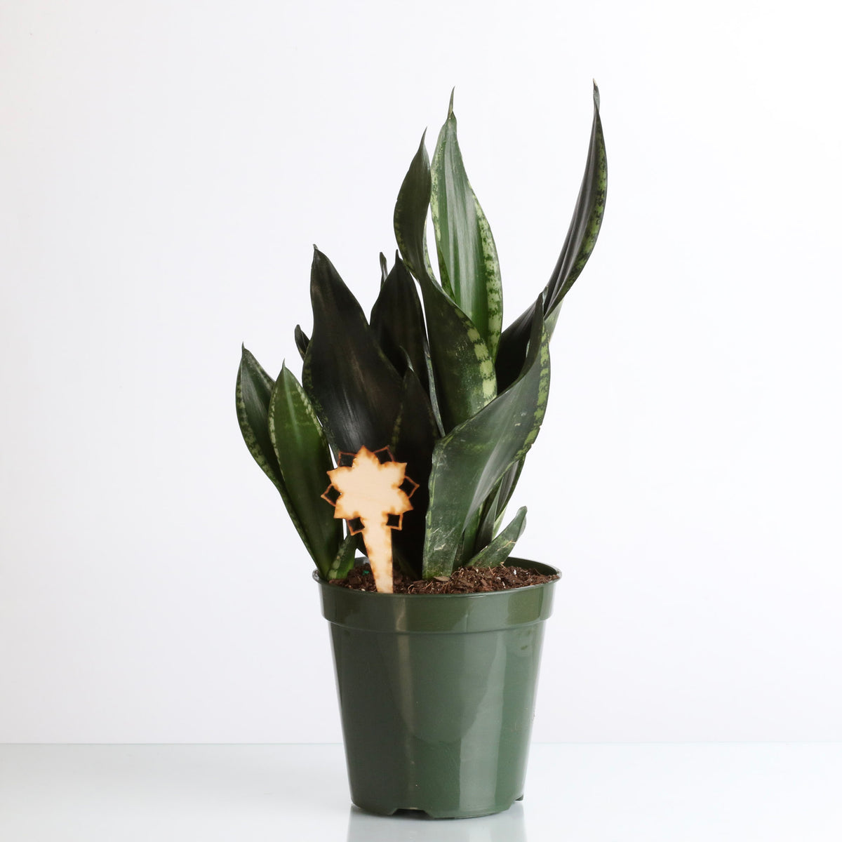 Whitney Sansevieria Snake Plant