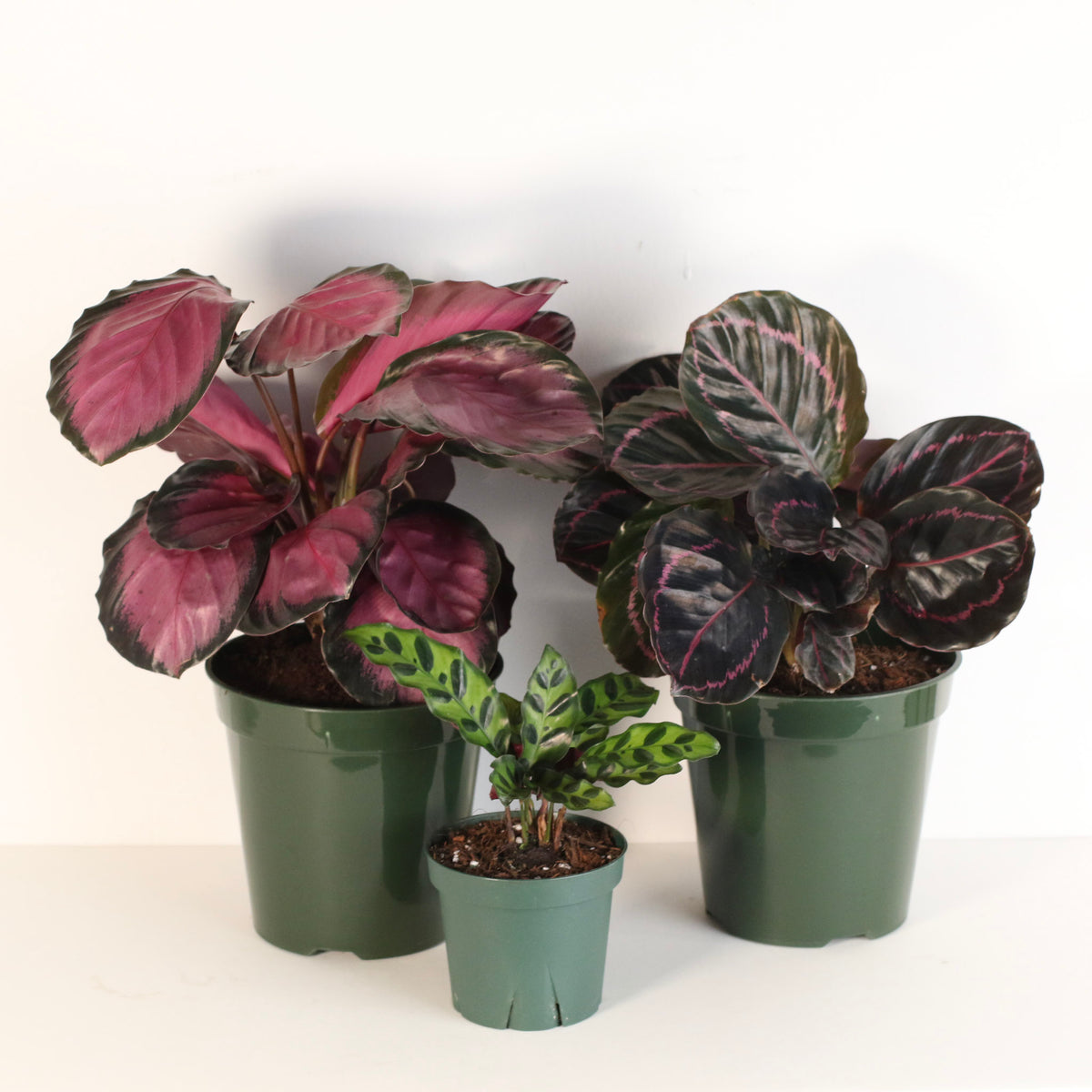 Calathea plant