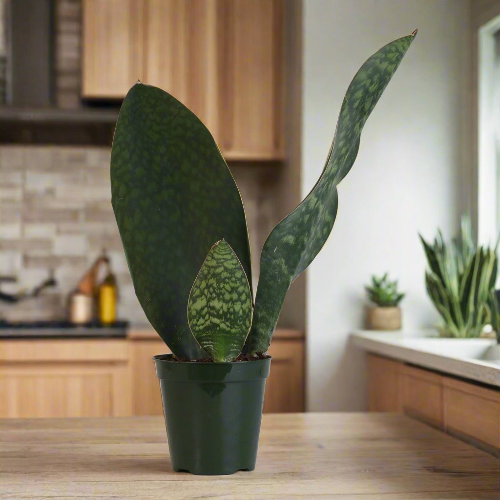 Shark Fin Sansevieria Snake Plant