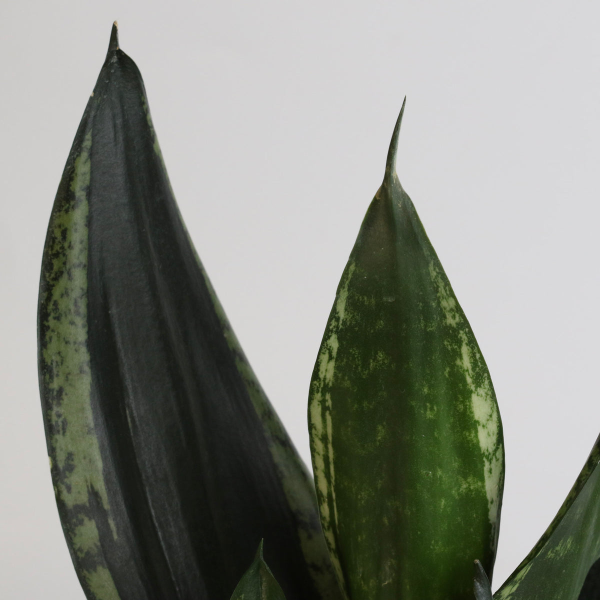 Whitney Sansevieria Snake Plant