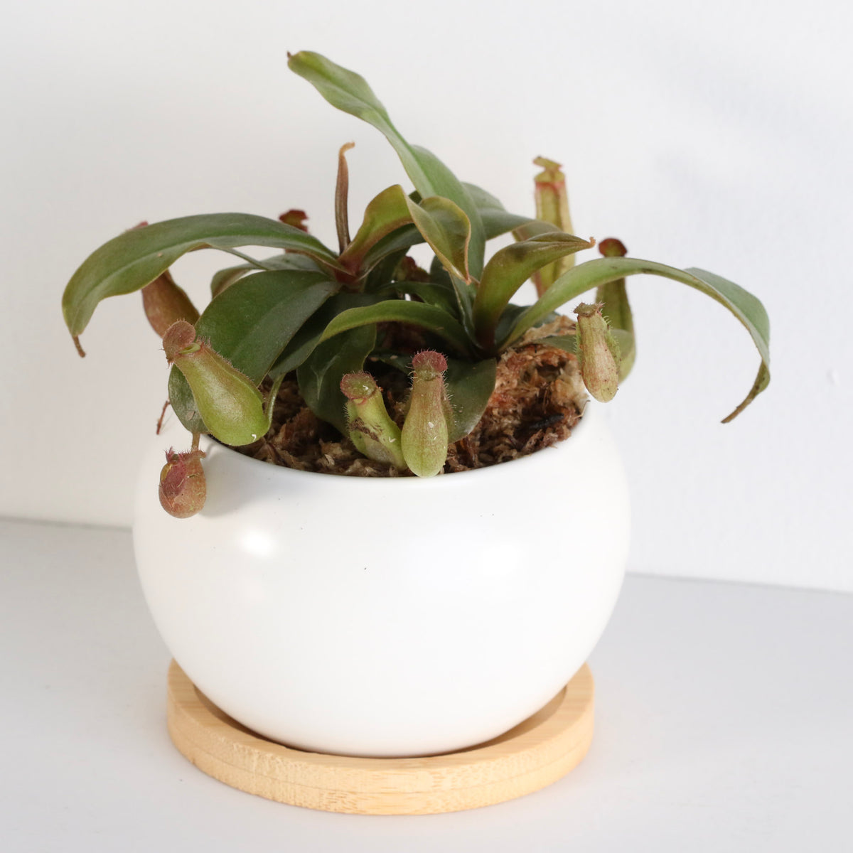 Young Nepenthes Lady Luck Carnivorous Pitcher Plant