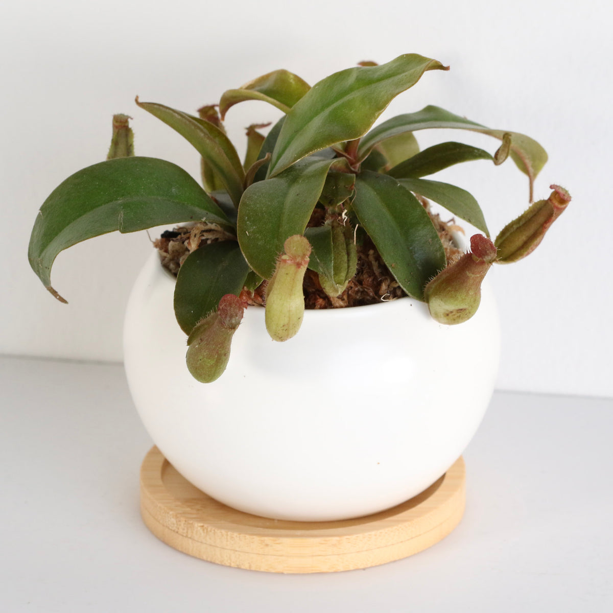 Young Nepenthes Lady Luck Carnivorous Pitcher Plant