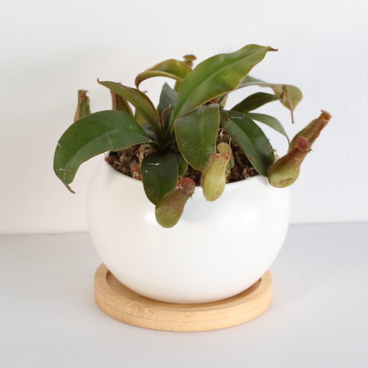 Nepenthes Lady Luck Carnivorous Pitcher Plant