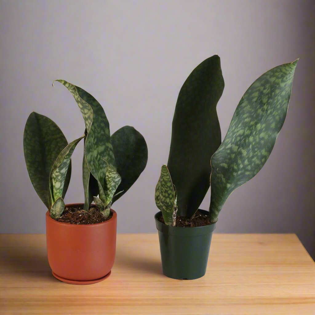 Shark Fin Sansevieria Snake Plant