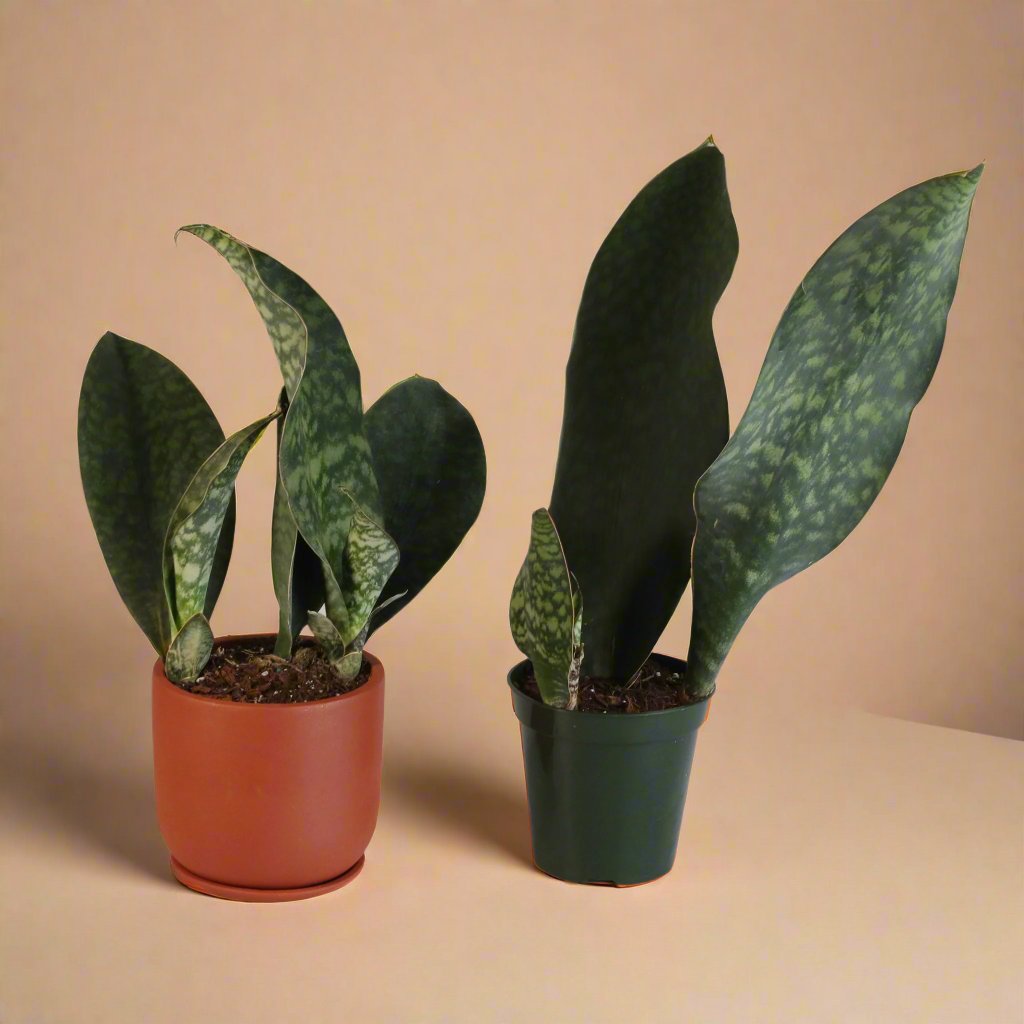 Shark Fin Sansevieria Snake Plant