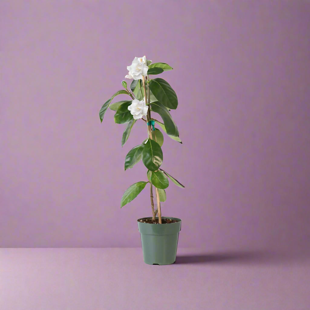 Gardenia Taitensis 'Double' - Double Tahitian Fragrant Flowering Bush Plant