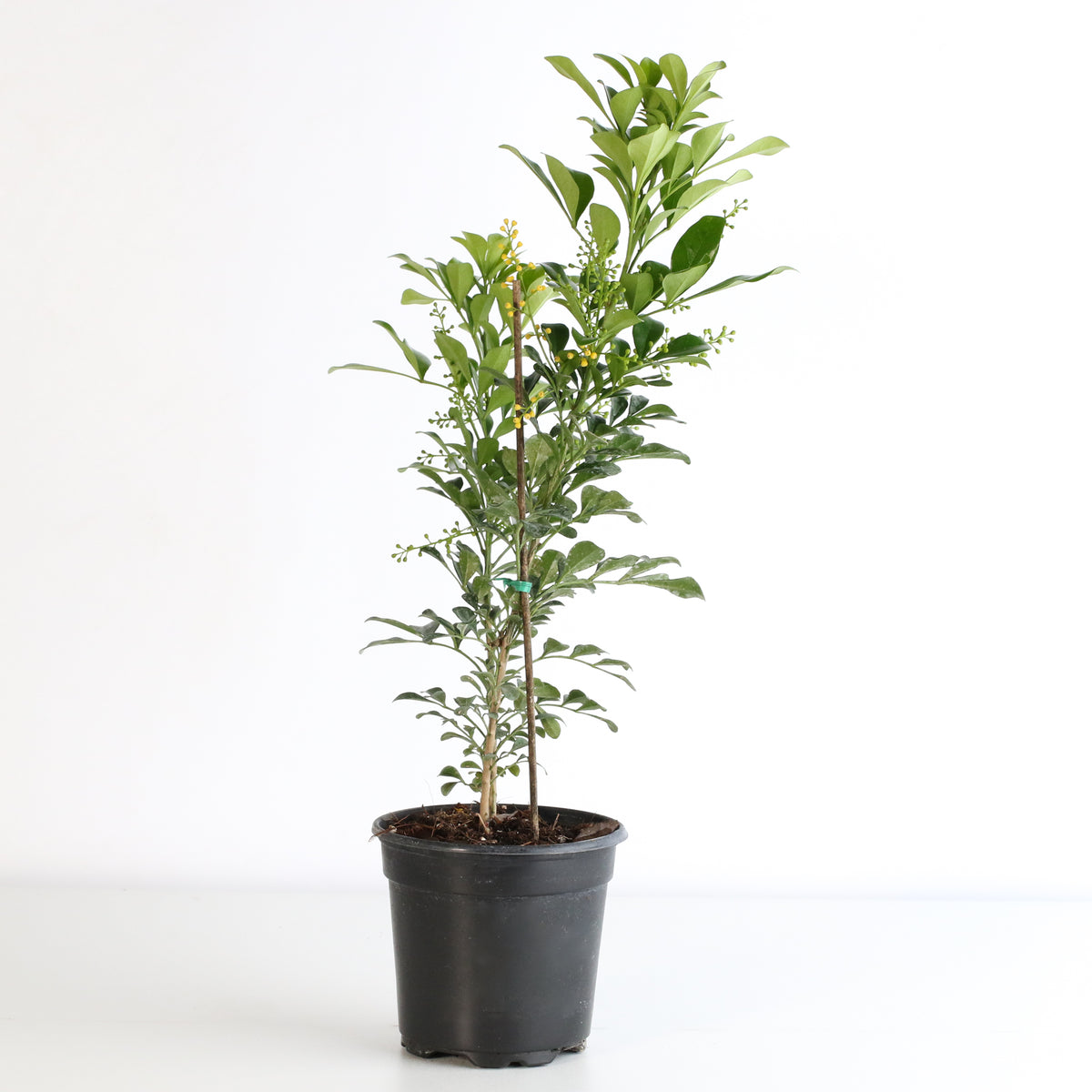 Chinese Perfume Plant