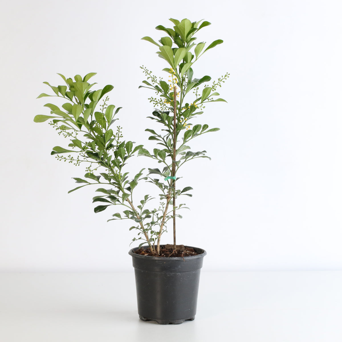 Chinese Perfume Plant