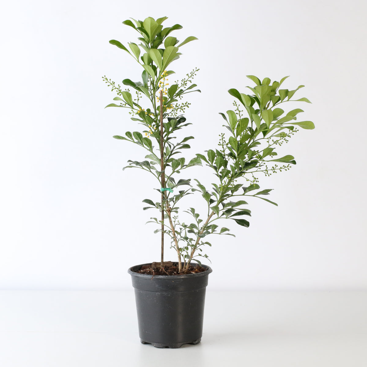 Chinese Perfume Plant