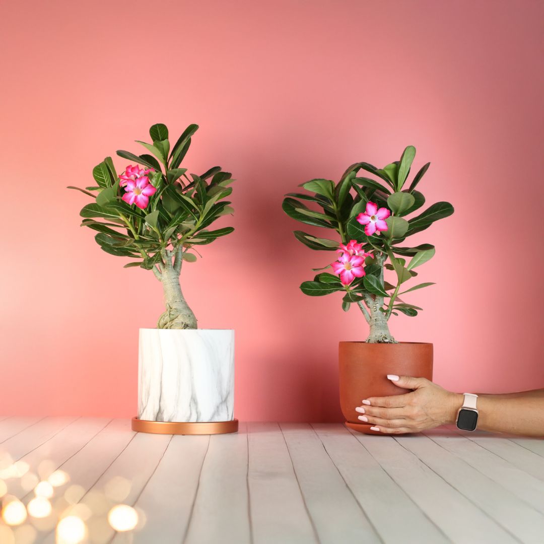 Desert Rose (Adenium obesum)