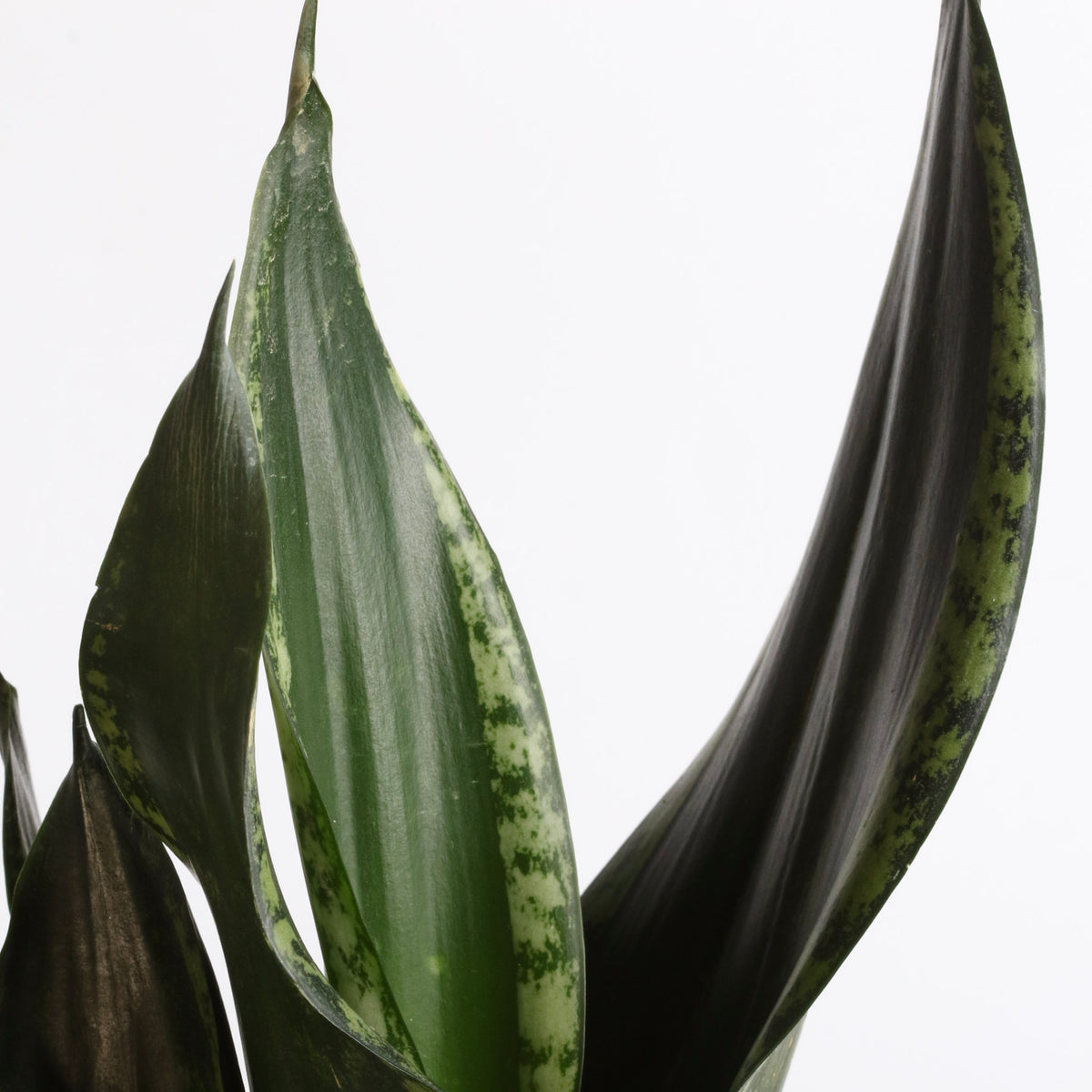 Whitney Sansevieria Snake Plant
