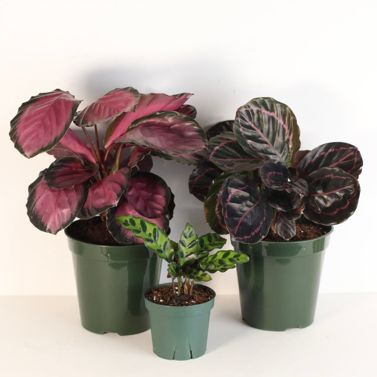 Calathea plant